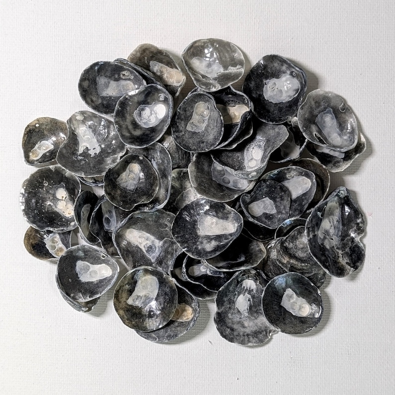 Jingle Shells From Florida. - Etsy