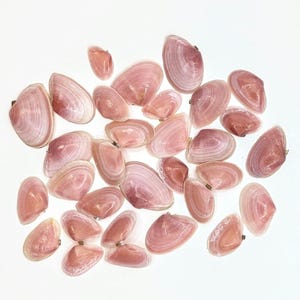 May include: A collection of small, smooth, pink-toned bivalve seashells scattered across a plain white surface. Each shell features subtle concentric growth lines and a glossy finish, varying slightly in size, shape, and depth of pink color.