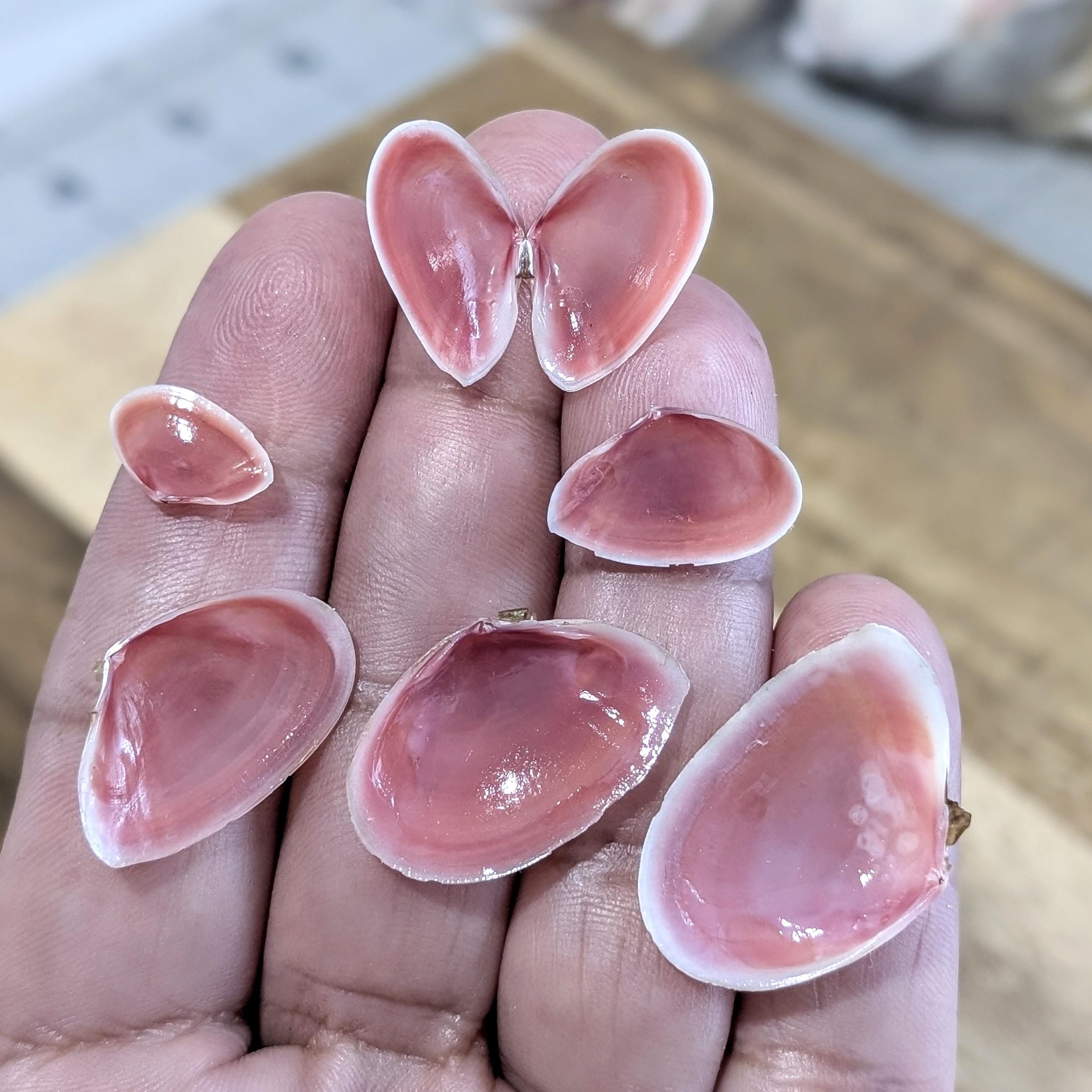 Rose Tellin Shell Rose Petal Tellin Shells. 50 - 100 Shells. Small and Large Sizes. - Etsy