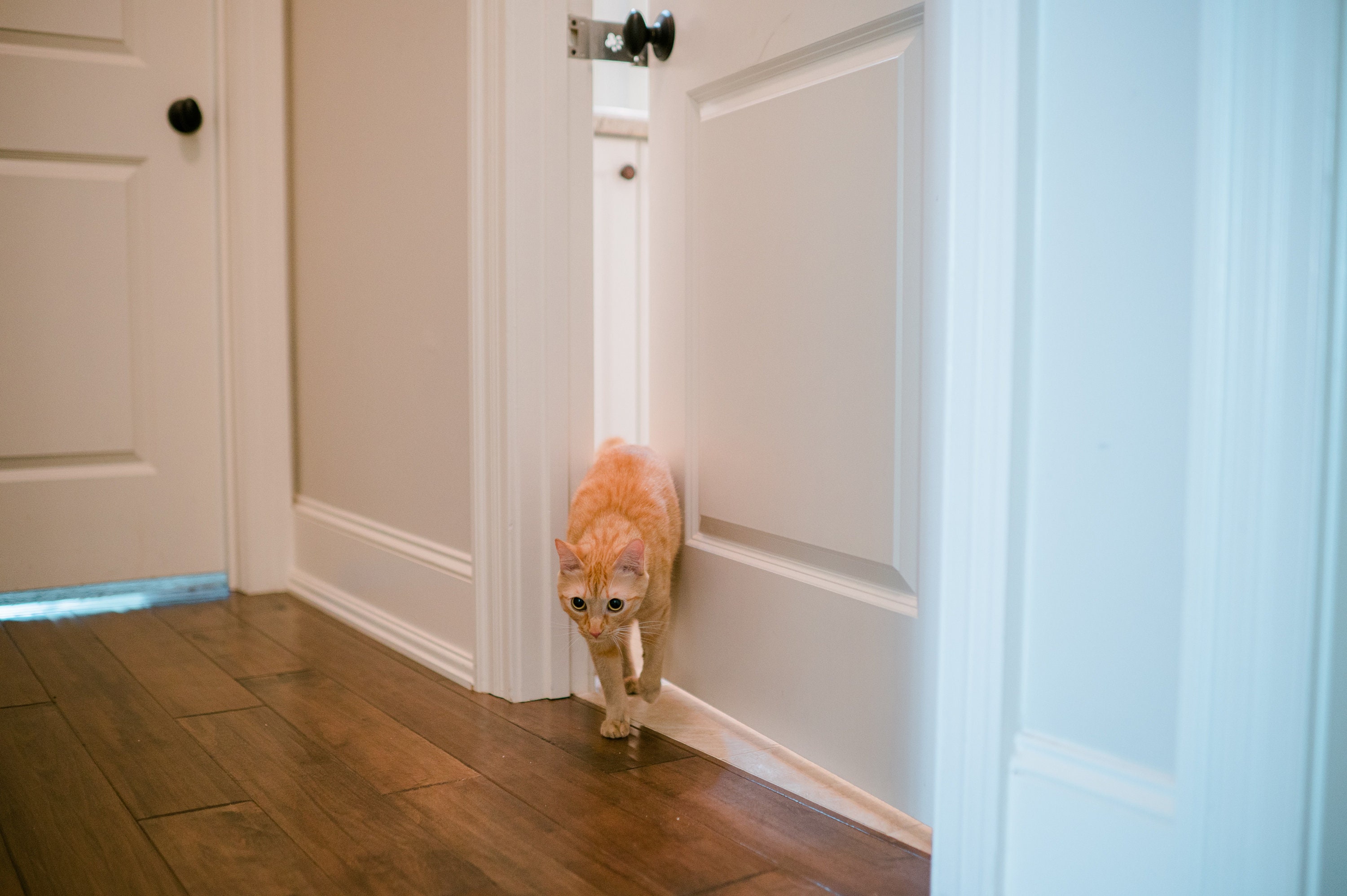 Thedoorlatch Adjustable Cat Door Stopper for Keeping Dogs and Etsy