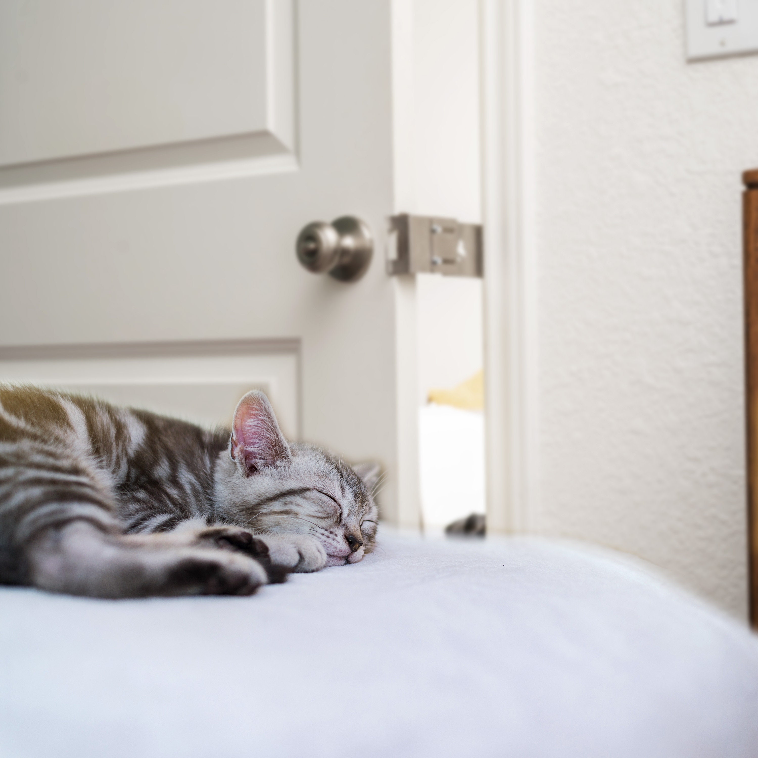 Cat Waste Disposal LitterLocker