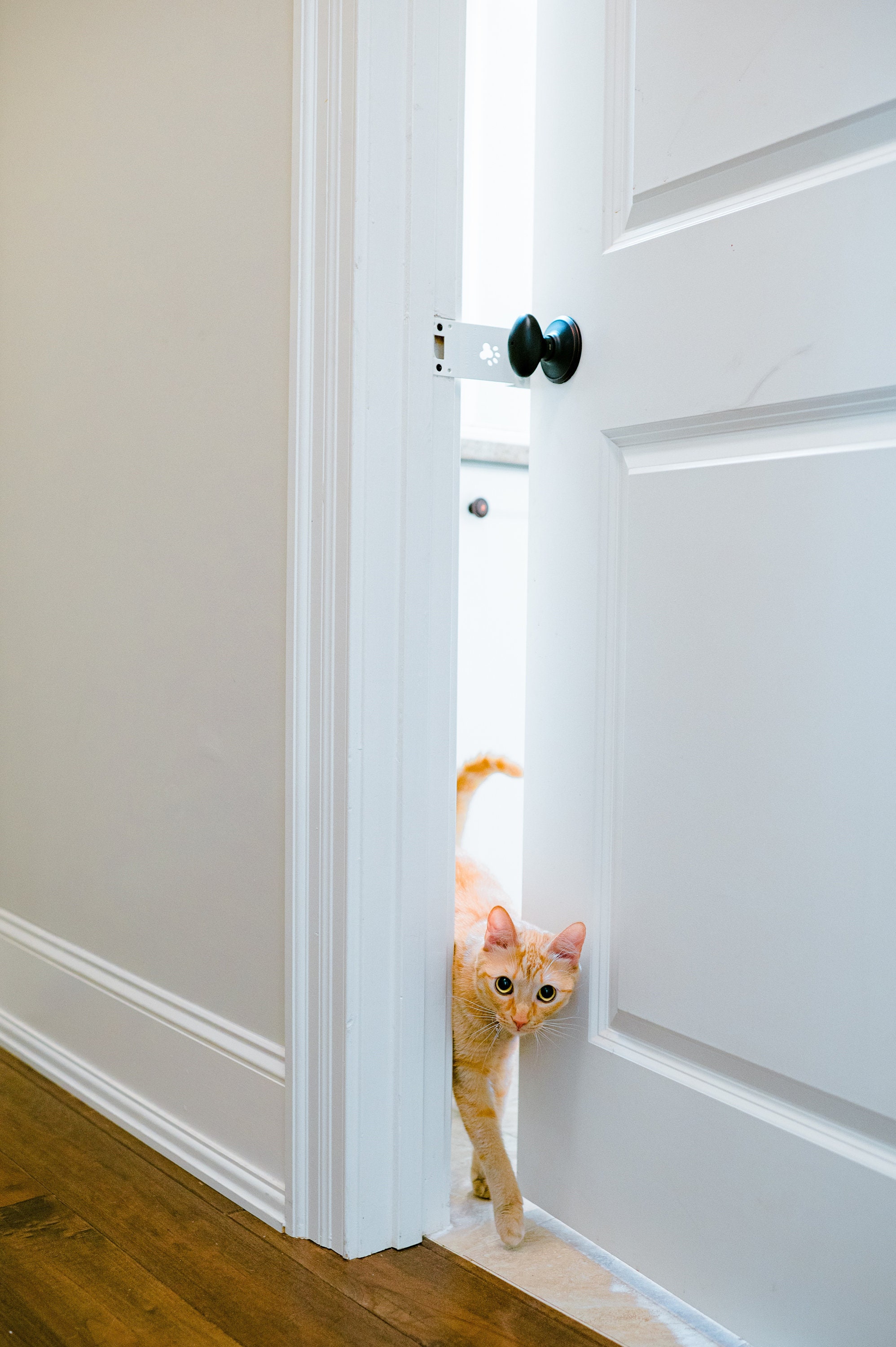 Thedoorlatch Adjustable Cat Door Stopper for Keeping Dogs and Etsy