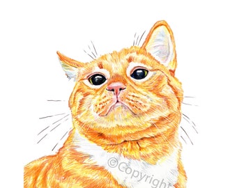 Pastel Crayon Drawing of an Orange Tabby Ginger Cat Fine Art Print