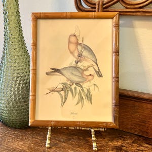 Cockatoo Birds Colored Litho Monograph Print John Gould Bamboo Style Frame Mid Century