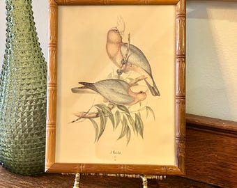 Cockatoo Birds Colored Litho Monograph Print John Gould Bamboo Style Frame Mid Century