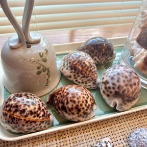 May include: Five brown and white spotted seashells on a green and white tray. The shells are arranged in a semi-circle with the largest shell at the top.