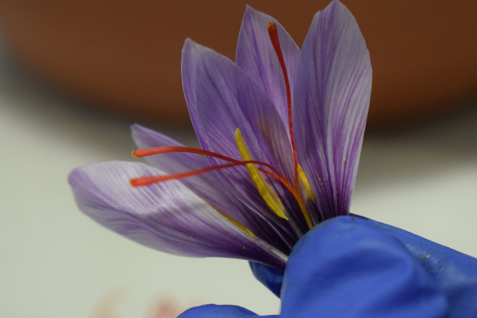 10 Extra Large Saffron Bulbs Fresh Breeder Saffron Bulbs Etsy