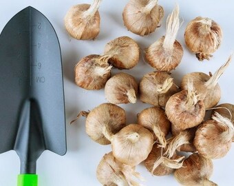 PRE-ORDINE Grandi bulbi di zafferano, Crocus Sativus