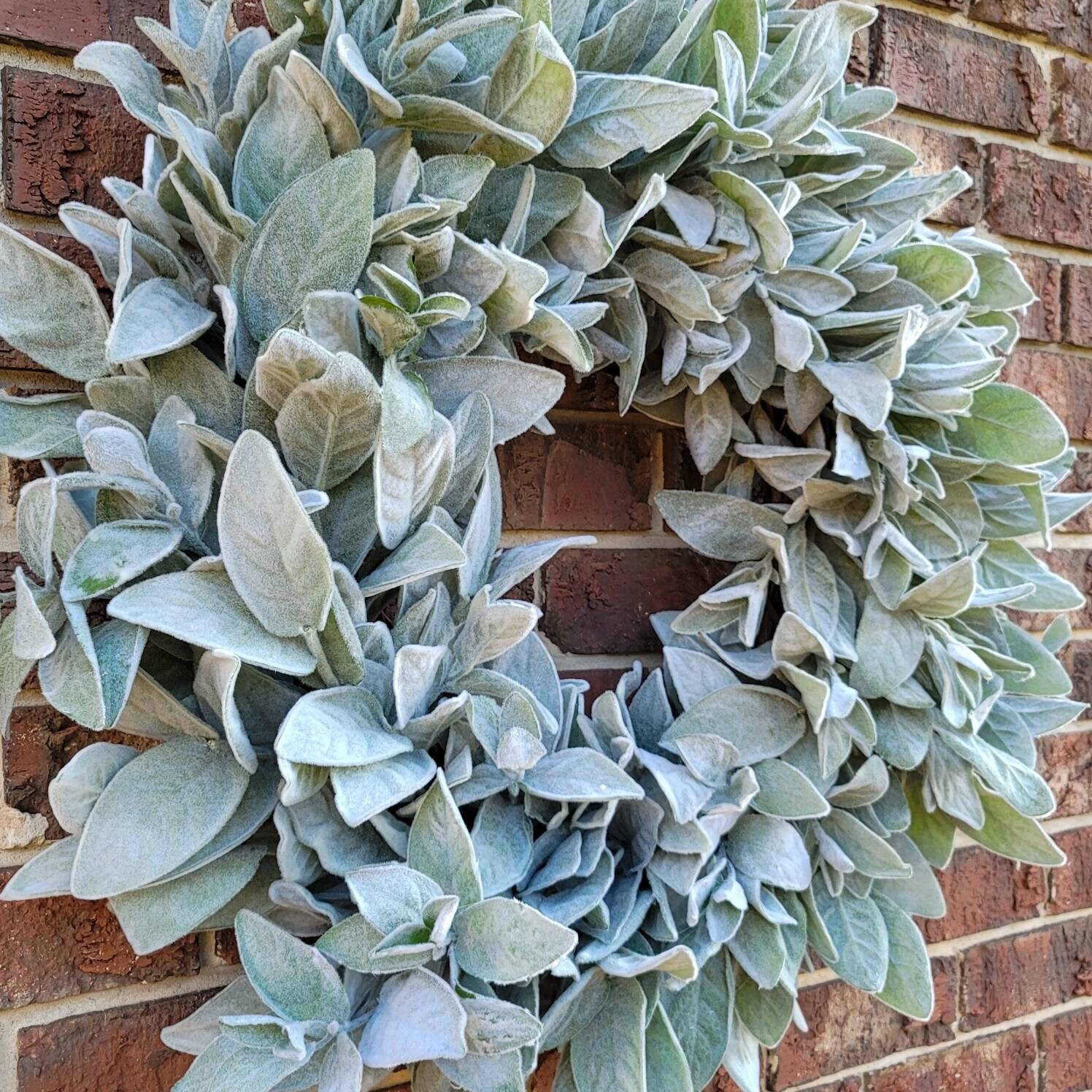 Lambs Ear WreathLarge Lambs Ear WreathYear Round Lambs Ear Etsy