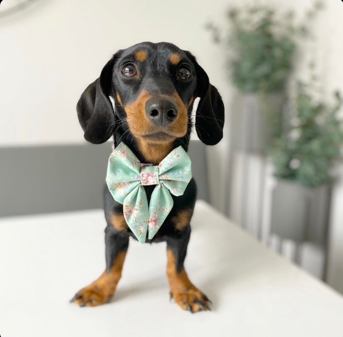 DOG Bowtie Mint Floral Sailor Bow Design Slips over the Etsy