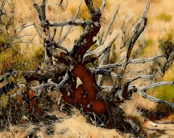 Dead Bush in Desert