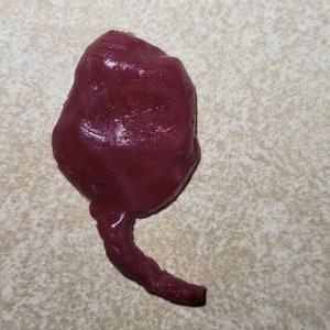 Silicone Placenta and umbilical cord image 6