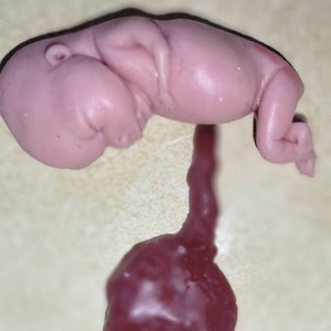 Silicone Placenta and umbilical cord image 7