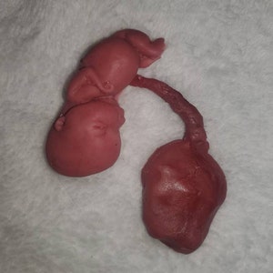 Silicone Placenta and umbilical cord image 8