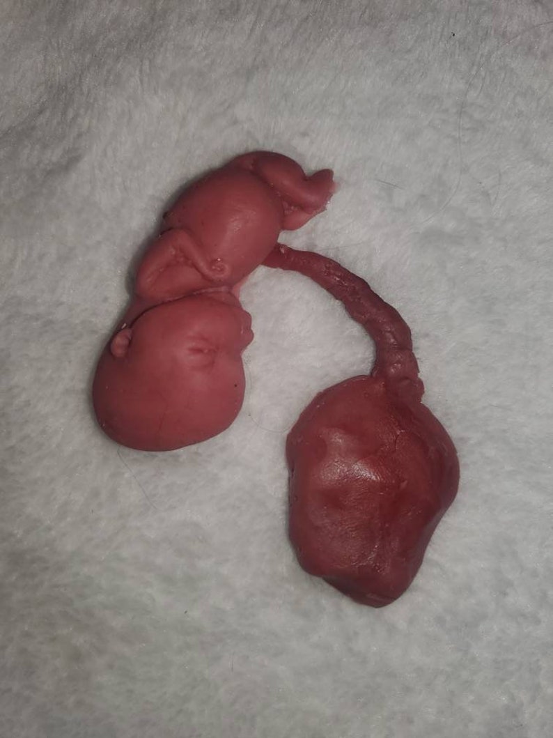 Silicone Placenta and umbilical cord image 8