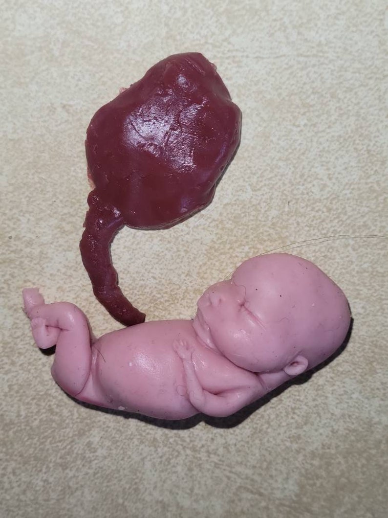 Silicone Placenta and umbilical cord image 5