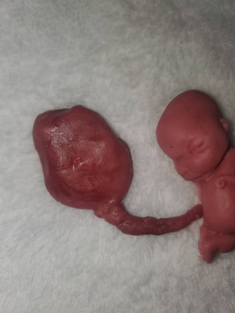 Silicone Placenta and umbilical cord image 9