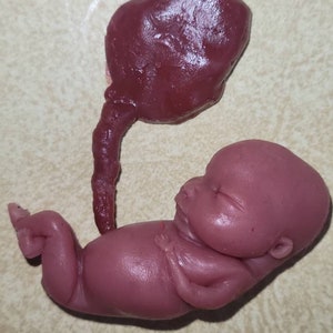 Silicone Placenta and umbilical cord image 3