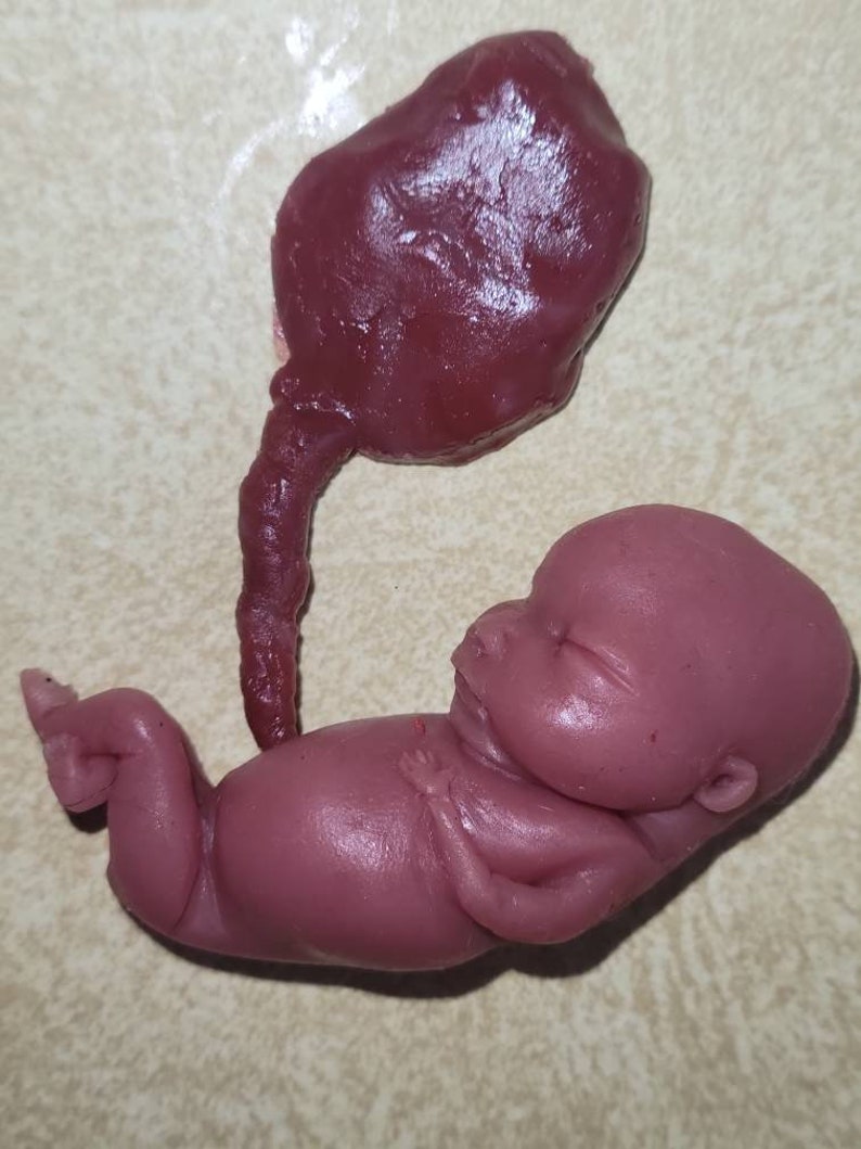 Silicone Placenta and umbilical cord image 3