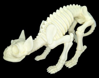 Cat skeleton head up
