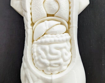 3D Printed Human Anatomical Model