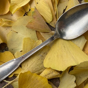 1800s 1900s 1912 ANTIQUE VINTAGE WM Rogers x12 Champlain silverplate teaspoon silver plated all metal spoon acanthus ornate Alfred G. Kintz