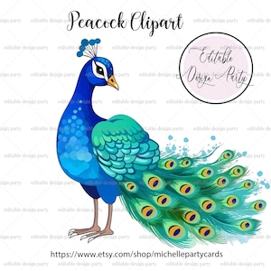 INSTANT DOWNLOAD, Peacock Clipart, Peacock Vector, Peacock PNG, Peacock Image, Beautiful Clipart, Peacock