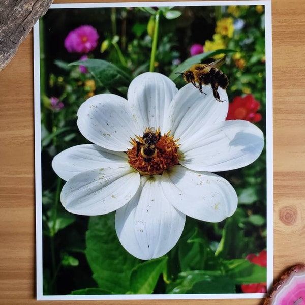 Bees on Flower Photography Print - Cottagecore - Dahlia Flower - Bumblebee Decor - Floral Decor - Nursery Art - Cute Bug Art - Nature Photo