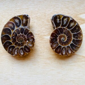 Peut inclure: Deux coquilles d'ammonites fossilisées, chacune avec un motif spiralé de chambres dans des tons de brun et de crème, présentées sur une surface en bois clair.