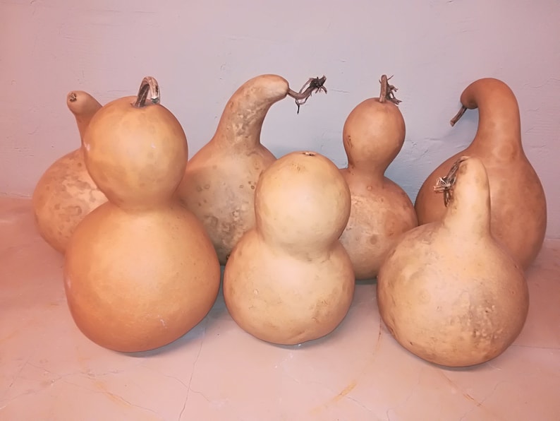 Dried Gourds Vintage Dried Calabash Old Dried Gourds Bottle Etsy