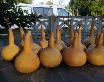 NATURAL DRIED GOURDS BOTTLE GOURDS DIY FLORAL DECOR CRAFTS TABLES ORNAMENTS NATURAL DRIED GOURDS BOTTLE GOURDS DIY FLORAL DECOR CRAFTS TABLES ORNAMENTS