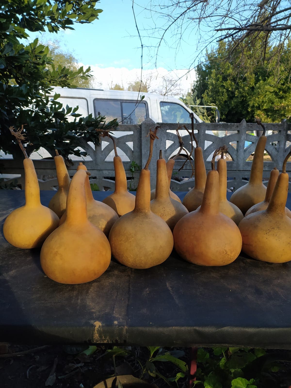 Długi uchwyt Vintage Suszona dynia, Dekoracja domu na farmie, Przedmiot hobbystyczny, Vintage Calabash z nasionami, Rustykalny wystrój domu