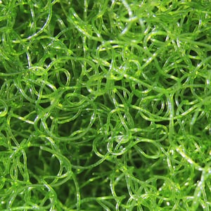 BUY 2 GET 1 FREE Live Saltwater Chaetomorpha Marine Macro Algae Plant Reef Refugium