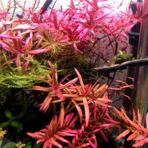 BUY 2 GET 1 FREE Ammania Gracilis live aquarium plants image 3