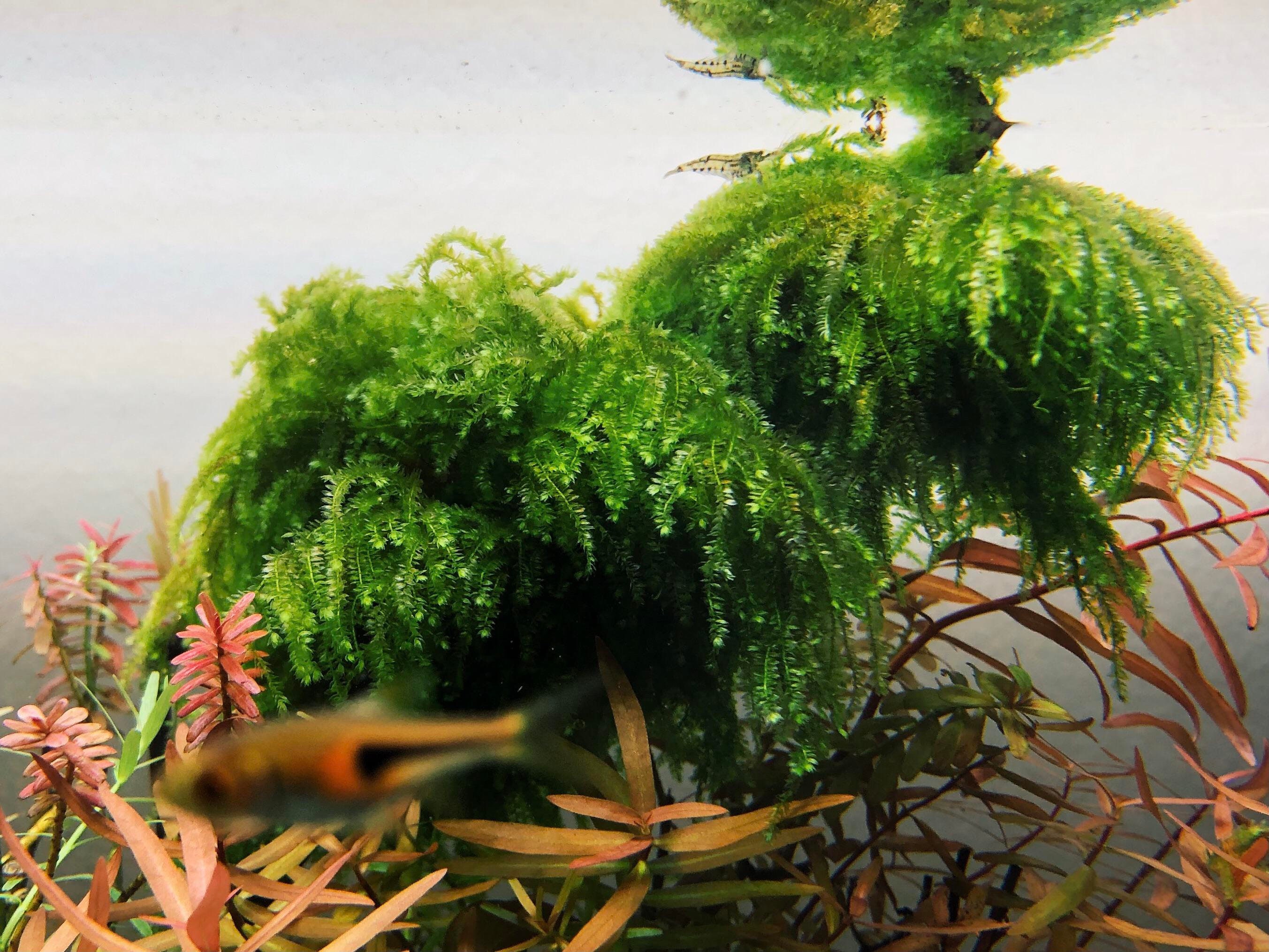 Weeping Moss Live Aquarium Plant / Planted Tank / Aquascaping - Il Fullxfull.3034563355 6iqn