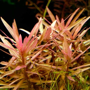 BUY 2 GET 1 FREE Ammania Gracilis live aquarium plants image 4