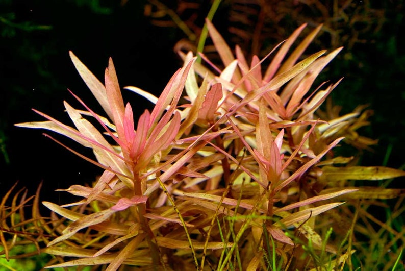BUY 2 GET 1 FREE Ammania Gracilis live aquarium plants image 4