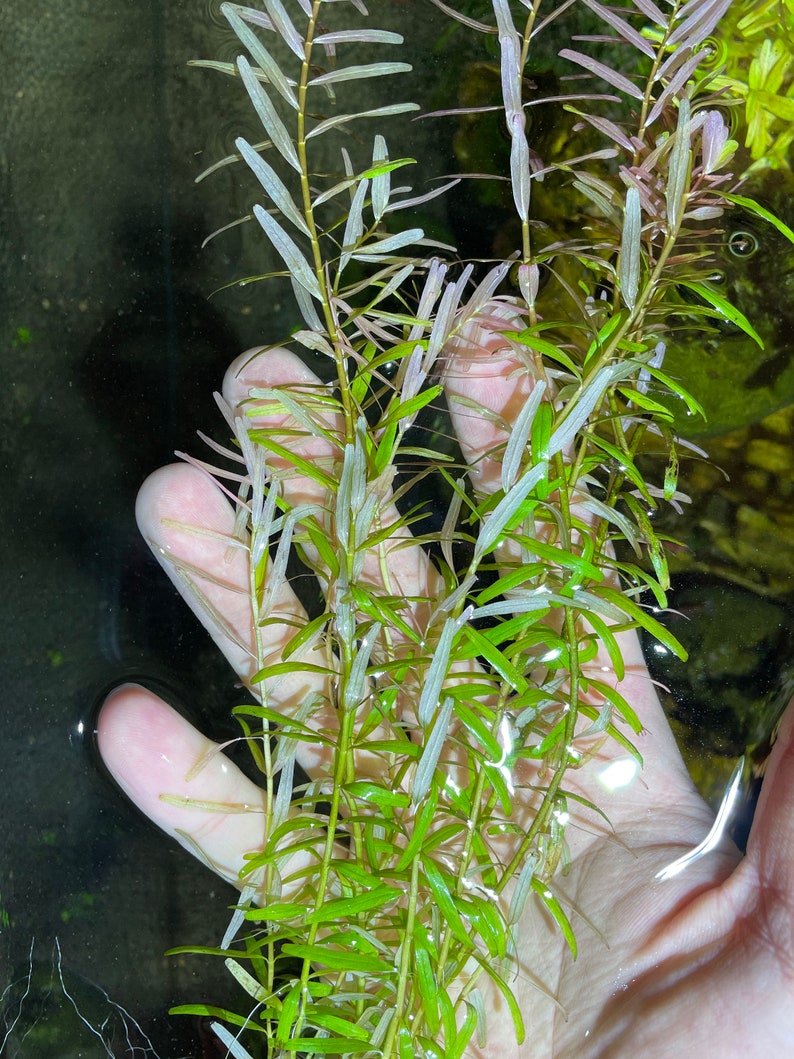 Rotala Indica Live Aquarium Plant / Planted Tank/ Aquascaping image 2