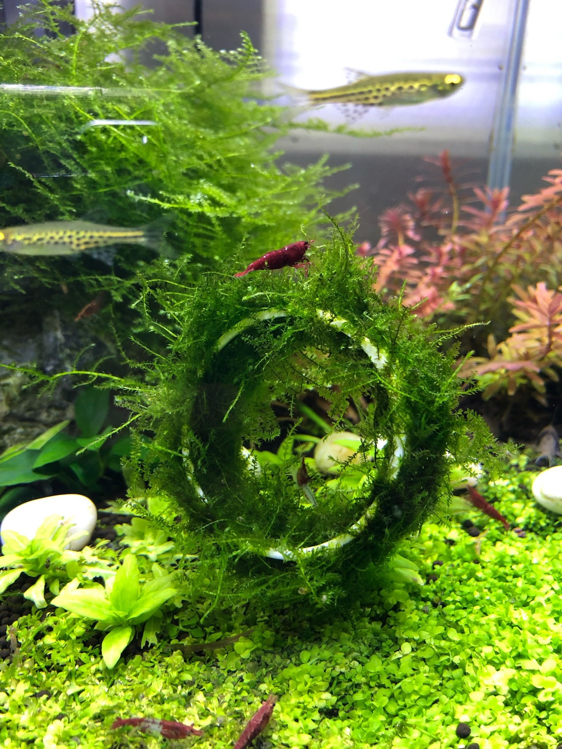 Christmas Moss Live Aquarium Plant / Planted Tank / Etsy
