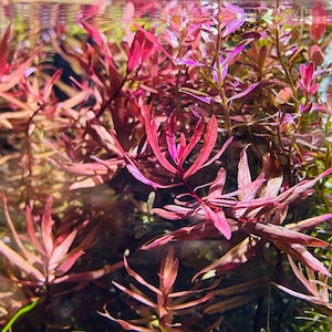 BUY 2 GET 1 FREE Ammania Gracilis live aquarium plants image 1