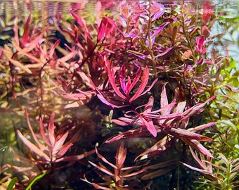 BUY 2 GET 1 FREE Ammania Gracilis live aquarium plants