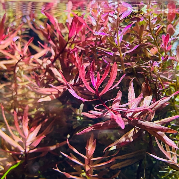 BUY 2 GET 1 FREE Ammania Gracilis live aquarium plants