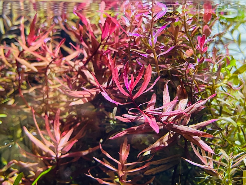 BUY 2 GET 1 FREE Ammania Gracilis live aquarium plants image 1
