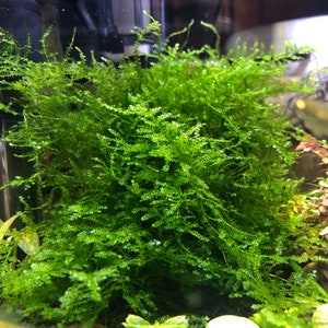 BUY 2 GET 1 FREE Christmas Moss Live Aquarium Plant / Planted Tank / Aquascaping