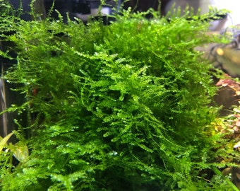 BUY 2 GET 1 FREE Christmas Moss Live Aquarium Plant / Planted Tank / Aquascaping