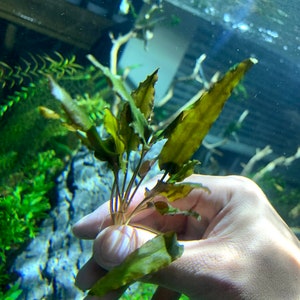 Cryptocoryne Wendtii Live Aquarium Plant With Bare Roots
