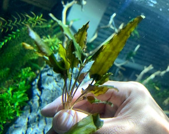 Cryptocoryne Wendtii Live Aquarium Plant With Bare Roots
