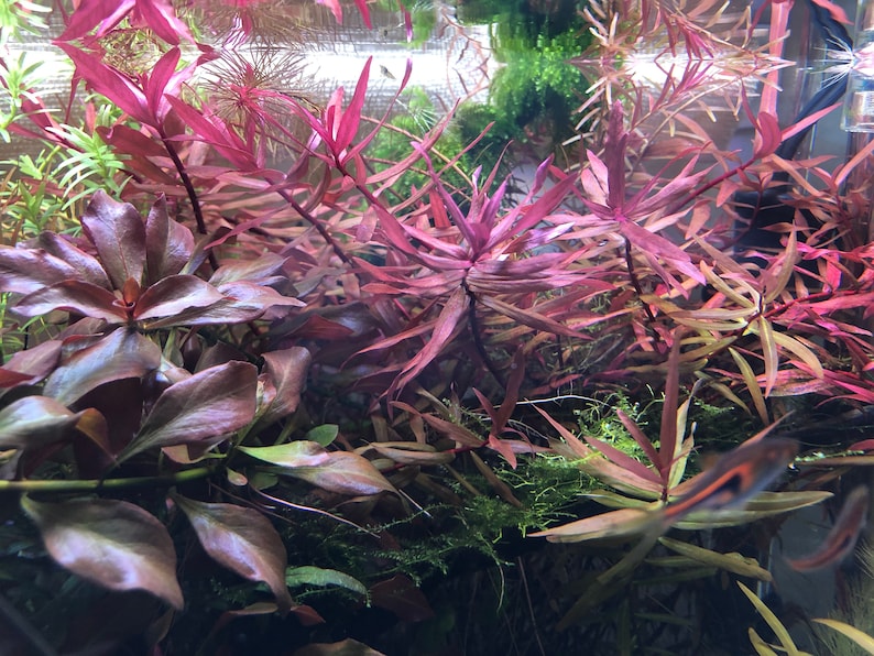 BUY 2 GET 1 FREE Ammania Gracilis live aquarium plants image 2