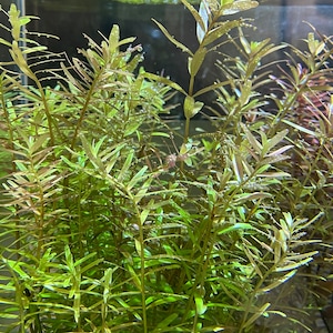 Rotala Indica Live Aquarium Plant /  Planted Tank/ Aquascaping