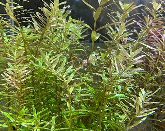 Rotala Indica Live Aquarium Plant /  Planted Tank/ Aquascaping